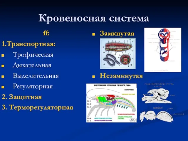 Кровеносная система ff: 1.Транспортная: Трофическая Дыхательная Выделительная Регуляторная 2. Защитная 3. Терморегуляторная Замкнутая Незамкнутая