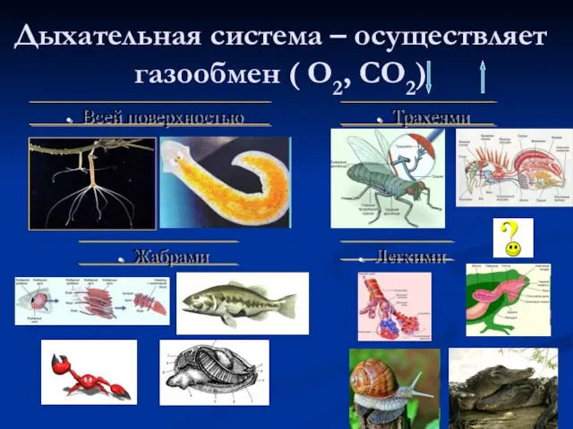 Дыхательная система – осуществляет газообмен ( О2, СО2)