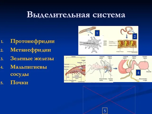 Выделительная система Протонефридии Метанефридии Зеленые железы Мальпигиевы сосуды Почки 1 2