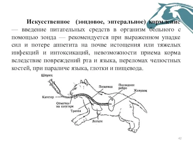 Искусственное (зондовое, энтеральное) кормление — введение питательных средств в организм больного