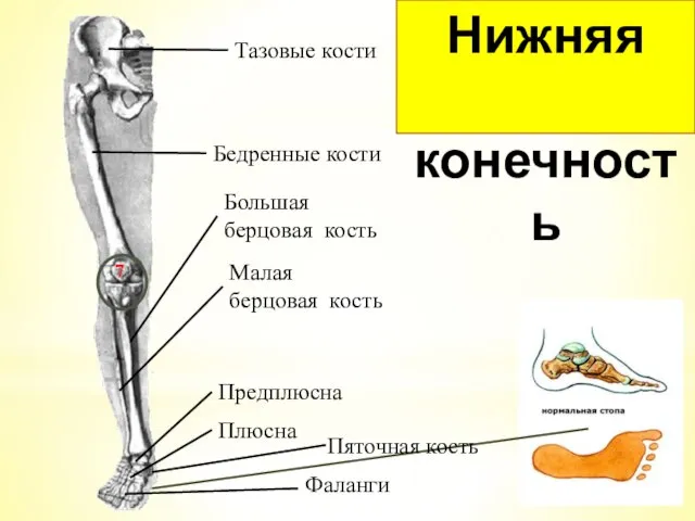 Тазовые кости Бедренные кости Большая берцовая кость Малая берцовая кость Предплюсна