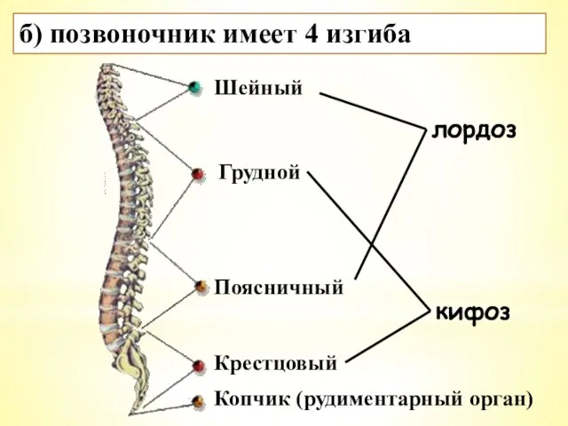 б) позвоночник имеет 4 изгиба лордоз кифоз Шейный Грудной Поясничный Копчик (рудиментарный орган) Крестцовый