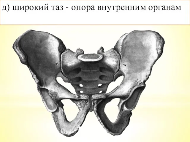 д) широкий таз - опора внутренним органам