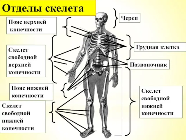 Пояс верхней конечности Скелет свободной верхней конечности Череп Грудная клетка Позвоночник