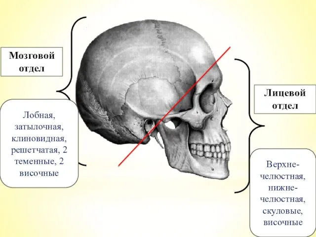 Лицевой отдел Мозговой отдел Лобная, затылочная, клиновидная, решетчатая, 2 теменные, 2 височные Верхне-челюстная, нижне-челюстная, скуловые, височные