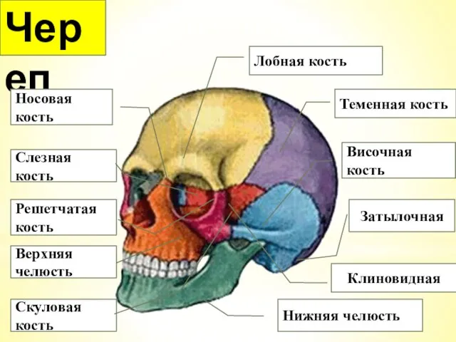 Лобная кость Череп Теменная кость Височная кость Нижняя челюсть Скуловая кость