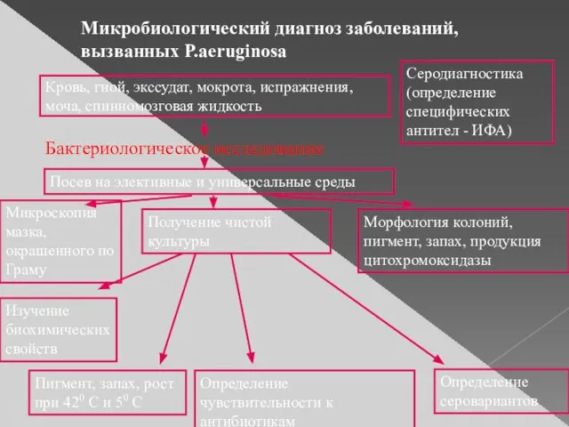 Микробиологический диагноз заболеваний, вызванных P.aeruginosa Кровь, гной, экссудат, мокрота, испражнения, моча,