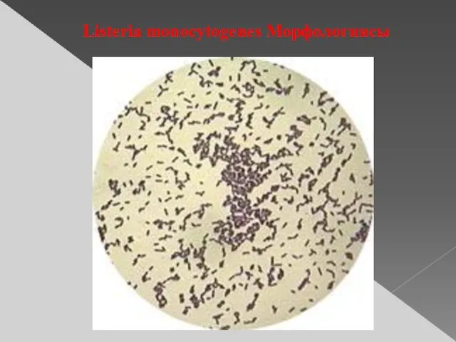 Listeria monocytogenes Морфологиясы