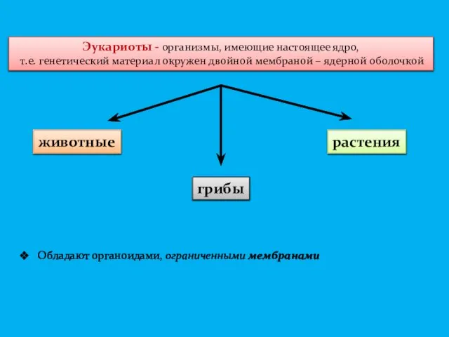 Эукариоты - организмы, имеющие настоящее ядро, т.е. генетический материал окружен двойной