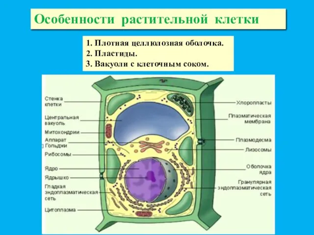 Особенности растительной клетки 1. Плотная целлюлозная оболочка. 2. Пластиды. 3. Вакуоли с клеточным соком.