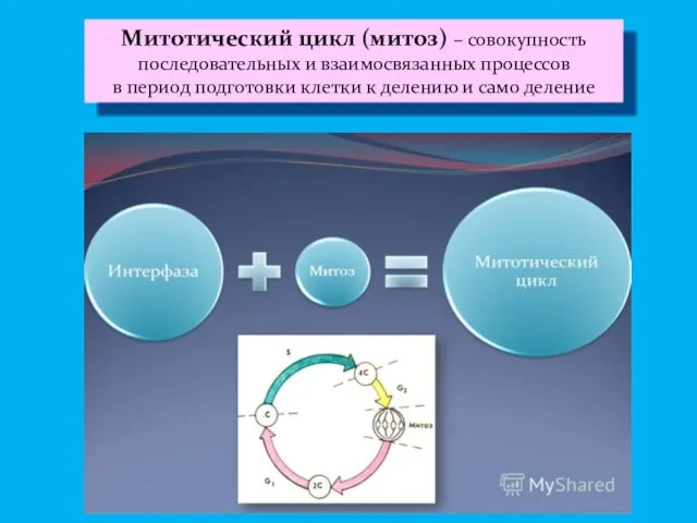 Митотический цикл (митоз) – совокупность последовательных и взаимосвязанных процессов в период