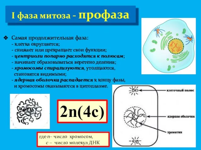 I фаза митоза - профаза Самая продолжительная фаза: - клетка округляется;