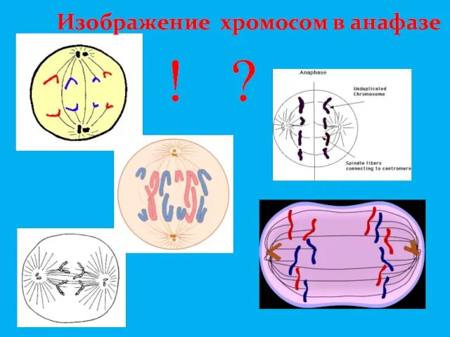 ! ? Изображение хромосом в анафазе