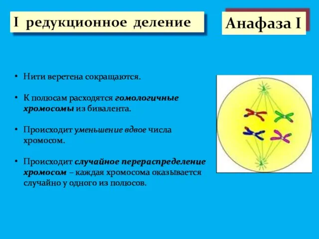 I редукционное деление Анафаза I Нити веретена сокращаются. К полюсам расходятся