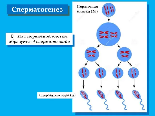 Сперматогенез Из 1 первичной клетки образуется 4 сперматозоида Первичная клетка (2n) Сперматозоиды (n)