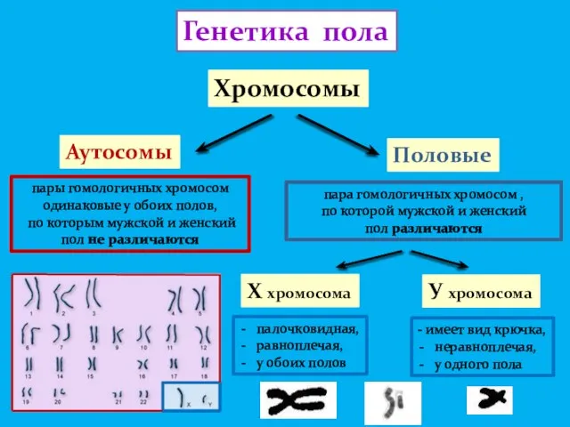 Генетика пола Хромосомы Аутосомы Половые пары гомологичных хромосом одинаковые у обоих