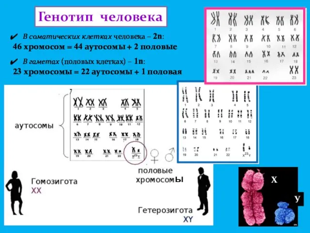 Генотип человека В соматических клетках человека – 2n: 46 хромосом =
