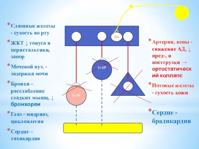 Слюнные железы - сухость во рту ЖКТ ↓ тонуса и перистальтики,