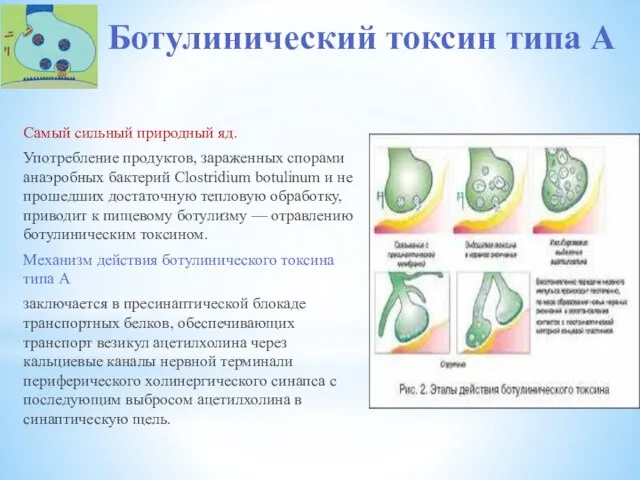 Ботулинический токсин типа А Самый сильный природный яд. Употребление продуктов, зараженных