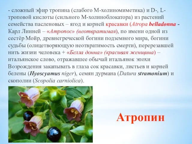 Атропин - сложный эфир тропина (слабого М-холиномиметика) и D-, L-троповой кислоты