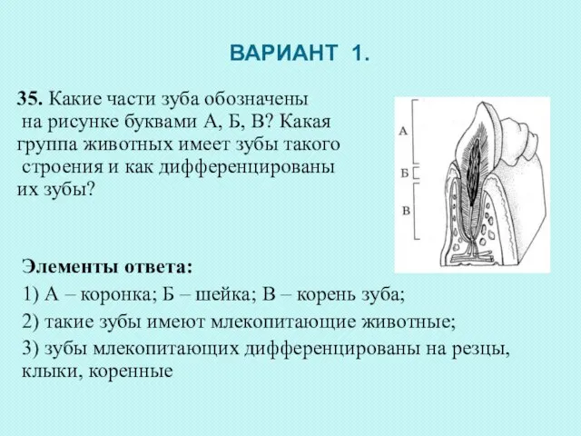 ВАРИАНТ 1. 35. Какие части зуба обозначены на рисунке буквами А,