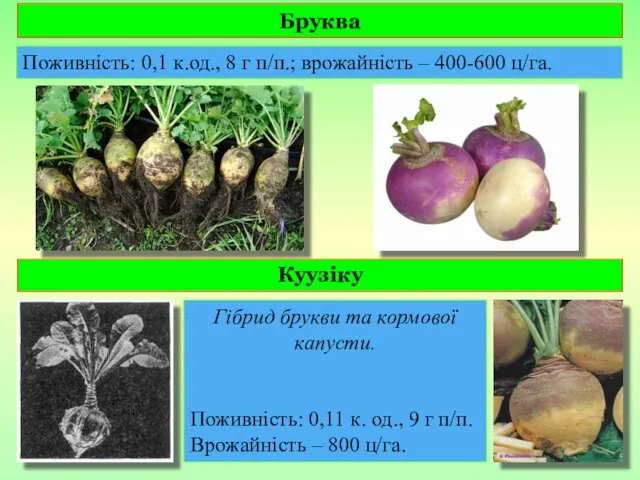 Бруква Поживність: 0,1 к.од., 8 г п/п.; врожайність – 400-600 ц/га.