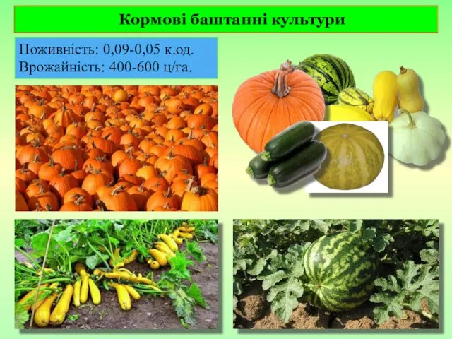 Кормові баштанні культури Поживність: 0,09-0,05 к.од. Врожайність: 400-600 ц/га.