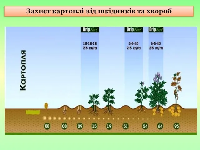 Захист картоплі від шкідників та хвороб