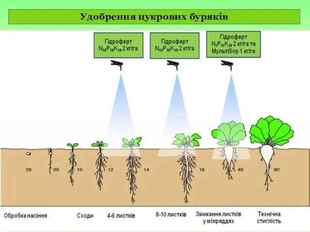 Удобрення цукрових буряків