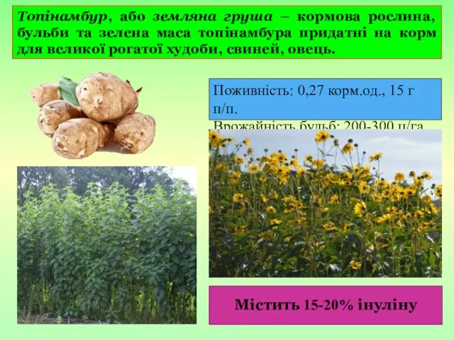 Топінамбур, або земляна груша – кормова рослина, бульби та зелена маса