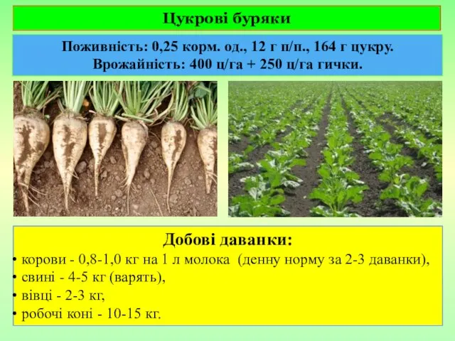 Цукрові буряки Поживність: 0,25 корм. од., 12 г п/п., 164 г