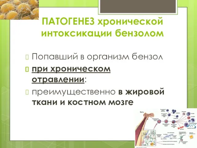 ПАТОГЕНЕЗ хронической интоксикации бензолом Попавший в организм бензол при хроническом отравлении: