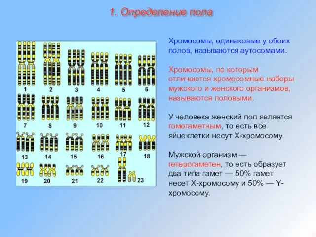 Хромосомы, одинаковые у обоих полов, называются аутосомами. Хромосомы, по которым отличаются