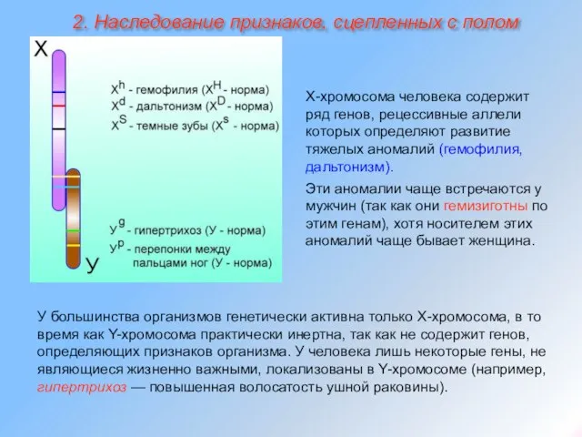 Х-хромосома человека содержит ряд генов, рецессивные аллели которых определяют развитие тяжелых