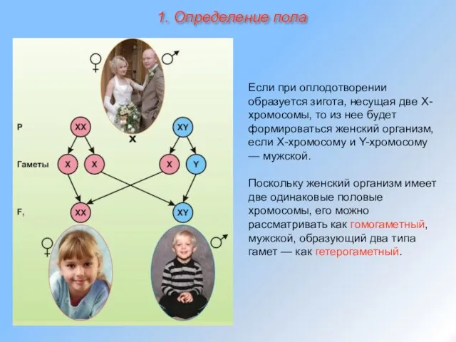 Если при оплодотворении образуется зигота, несущая две Х-хромосомы, то из нее