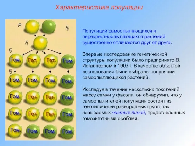 Характеристика популяции Популяции самоопыляющихся и перекрестноопыляющихся растений существенно отличаются друг от