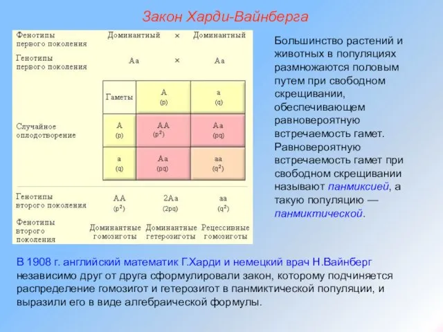 Закон Харди-Вайнберга Большинство растений и животных в популяциях размножаются половым путем