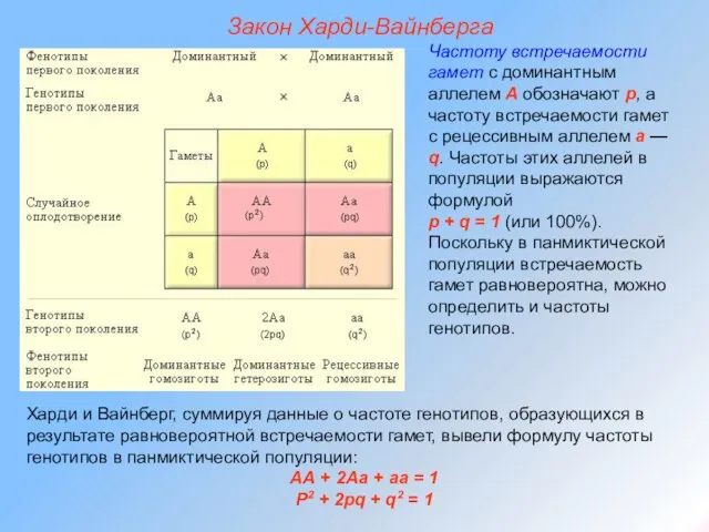 Закон Харди-Вайнберга Частоту встречаемости гамет с доминантным аллелем А обозначают p,