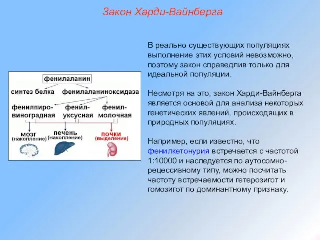 Закон Харди-Вайнберга В реально существующих популяциях выполнение этих условий невозможно, поэтому