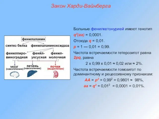 Закон Харди-Вайнберга Больные фенилкетонурией имеют генотип q2(аа) = 0,0001. Отсюда q