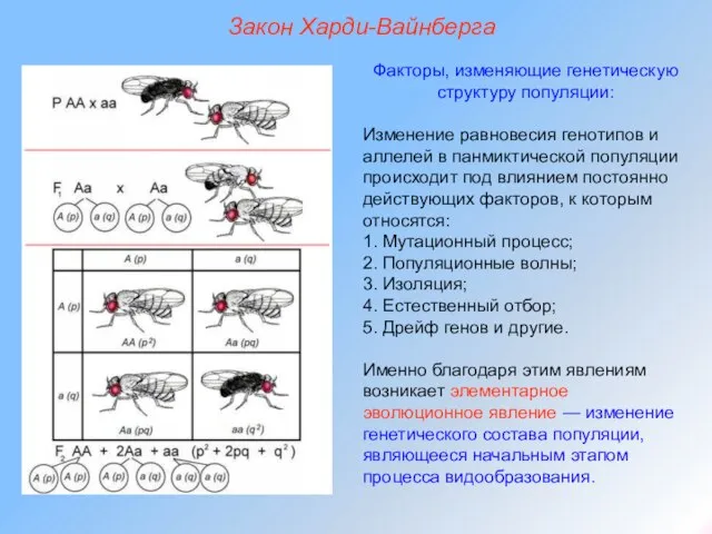 Закон Харди-Вайнберга Факторы, изменяющие генетическую структуру популяции: Изменение равновесия генотипов и