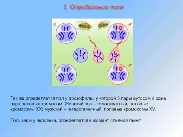 Так же определяется пол у дрозофилы, у которой 3 пары аутосом