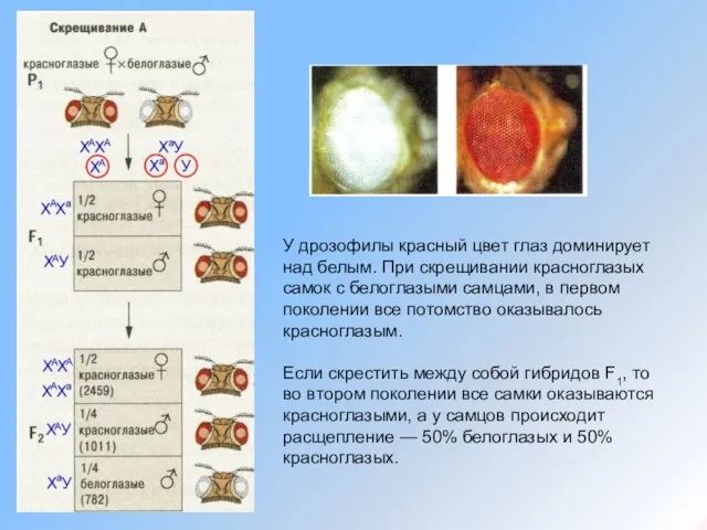 У дрозофилы красный цвет глаз доминирует над белым. При скрещивании красноглазых