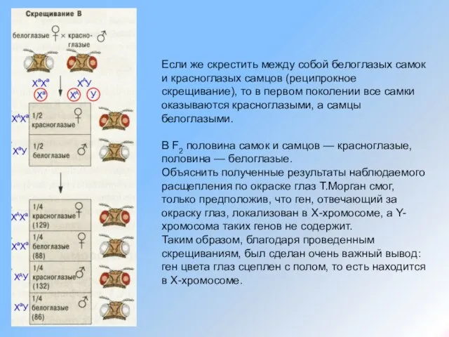 Если же скрестить между собой белоглазых самок и красноглазых самцов (реципрокное