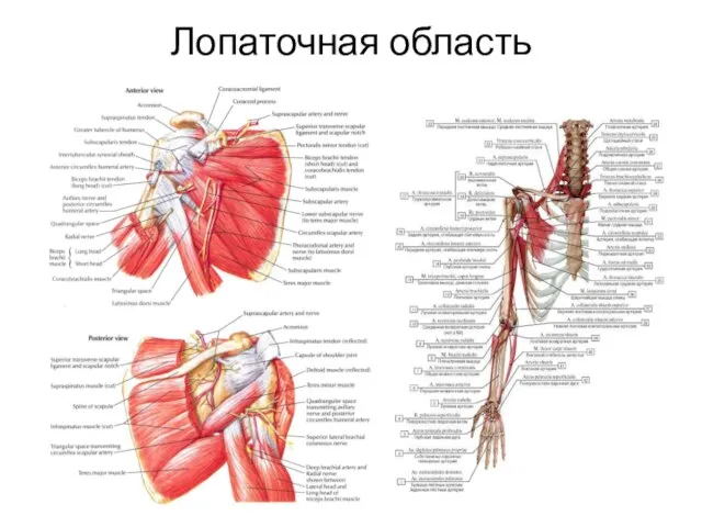 Лопаточная область