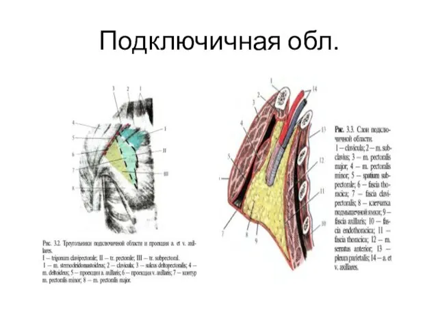 Подключичная обл.