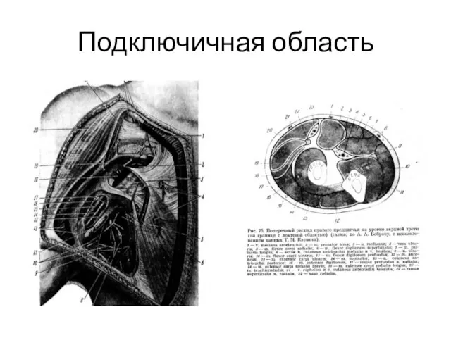 Подключичная область