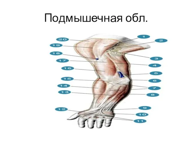 Подмышечная обл.