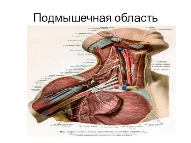 Подмышечная область