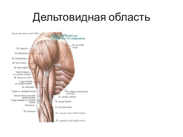 Дельтовидная область